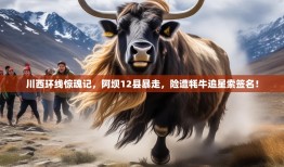 川西环线惊魂记，阿坝12县暴走，险遭牦牛追星索签名！