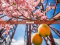 钢铁柔情攀枝花，芒果与阳光的炽热浪漫